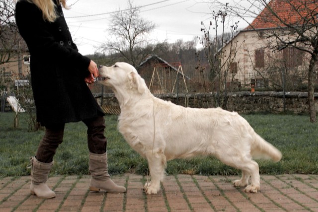 seven's dream Diamond dust