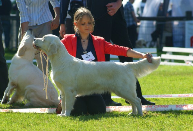 seven's dream For me, formidable