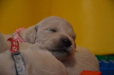 CHIOT