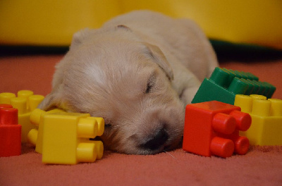 CHIOT