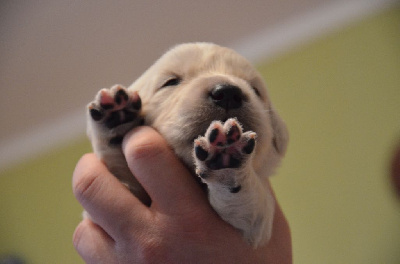 CHIOT