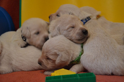 CHIOT
