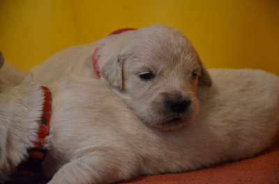 CHIOT