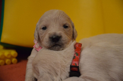 CHIOT