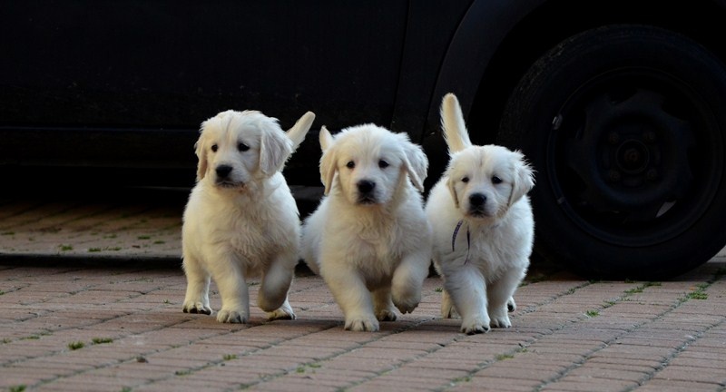 seven's dream - Golden Retriever - Portée née le 17/11/2012