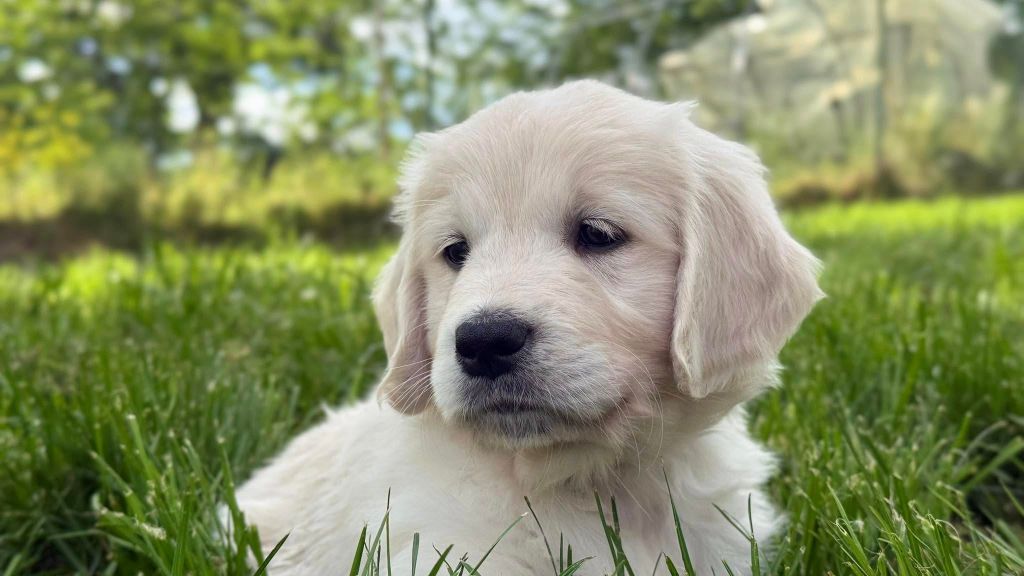 Chiot Golden Retriever seven's dream