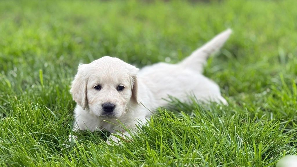 seven's dream - Chiots disponibles - Golden Retriever