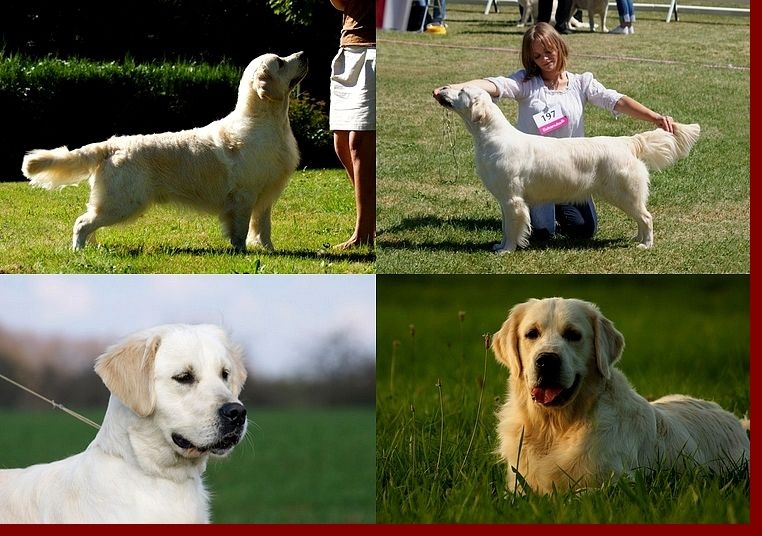 seven's dream - Golden Retriever - Portée née le 10/05/2014