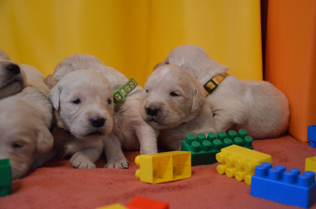 Chiot Golden Retriever seven's dream